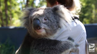 Emily the Koala needs a hug