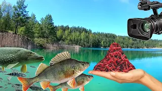 Опустил Мотыля Под Воду. Реакция Рыбы. Подводная Съёмка.