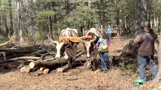 LOGGING! MARCH 2023 #oxen #logging #cows #cattle #forestry #farming #newengland #history