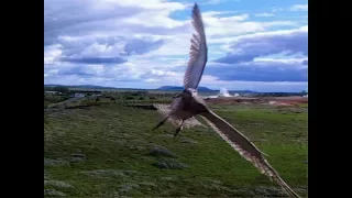 Атака птиц на квадрокоптер.Птицы атаковали квадрокоптер. Birds attack drone. 2017