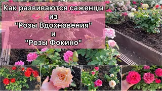 Сравниваю саженцы / Розы Вдохновения / Розы Фокино /