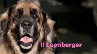 Il Leonberger  un mare di pelo e dolcezza