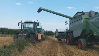 HIT!!!⚡Żniwa u Pawła⚡ !! Młócenie Pszenicy Fendt 5220 E / Fendt 309 / Ursus- 1614 /Mf-255 😱 😲😲