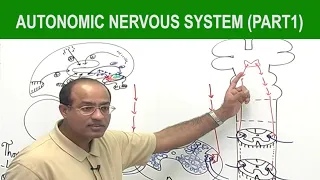 Autonomic Nervous System  | Neurology | Neuroanatomy | Part 1