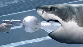 Slow Motion Ammo Underwater: Shark ammo --  the breakdown