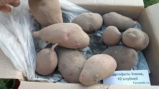 Уника картофель Обновляем семена