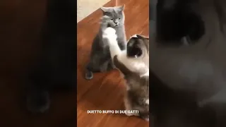 Cat Duet (Duetto Buffo Di Due Gatti)
