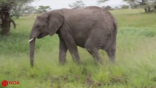 Удивительный слон спасает слоненка от охотящегося крокодила / Неудачная охота