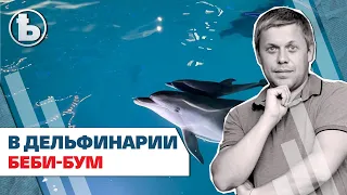 В харьковском дельфинарии родились двое малышей