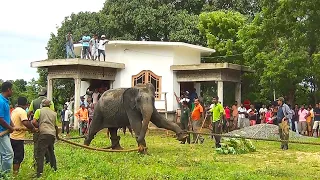 Catching an aggressive wild elephant that came to a village and releasing it back into the wild
