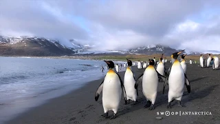 St Andrews Bay - South Georgia