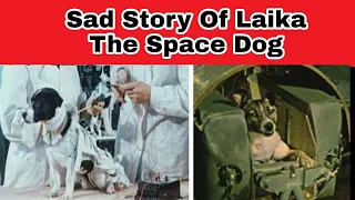 Sad Story Of Laika The Space Dog! (Hindi)