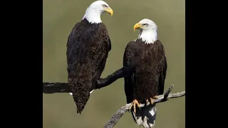 Bald Eagle Freefall Ritual