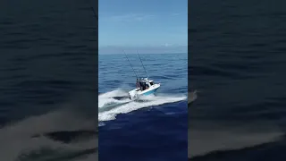 Catching a big fin