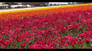 The Flower Fields at Carlsbad Ranch, California USA