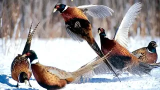 Охота на фазана по снегу с мр-155 новый сезон Амурская область Дальний Восток