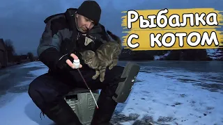 Зимняя рыбалка с котом