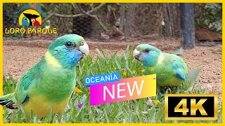 New!!! Loro Park, Oceanía - Parrot Paradise, 4K