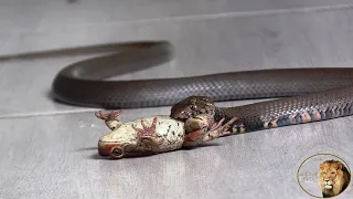 Close Encounter With A Spitting Cobra In My Kitchen