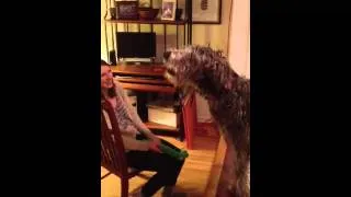 Irish Wolfhound howling at toy