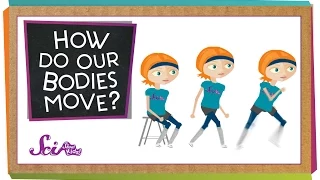 How Do Our Bodies Move?