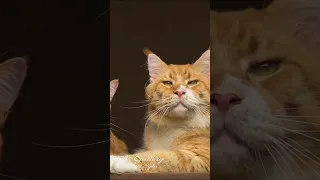 Maine Coon vs regular cat.