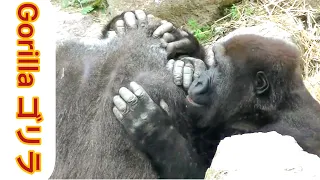 Kintaroポカポカ♬キンタロウは母の背中で温まる。ゲンタロウもしたい？🌸Kintaro warms up on mum's back. Gentaro wants so？【Zoo Gorilla】