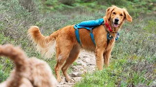 First backpacking trip with dogs | South Willow Lake, Utah