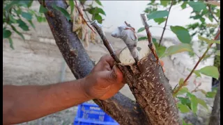 Injerto de frutales a final de mayo