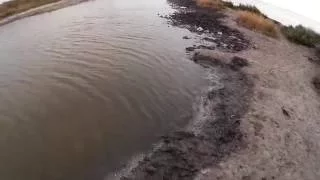 Мерзкие твари в залежах сероводородных грязей - бокоплавки. Хорлы. Херсонская область. Украина