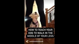 How to teach your dog middle + how to walk in the middle of legs | Dog training with Bella