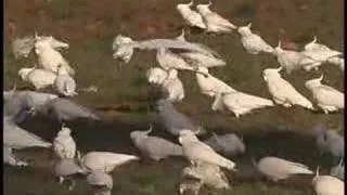 Sulphur-crested Cockatoos feeding in the Wild