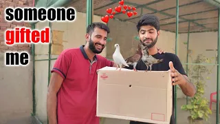 Welcome My New Birds☺️ ||Pigeons Gift || Pets vlog