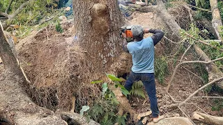 DIFFICULT and EXHAUSTING!! Cut down 2 trees across the river.