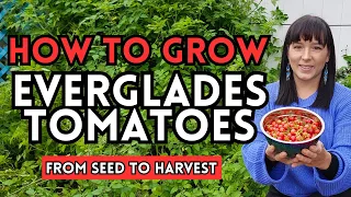 Watch This Before Growing Everglades Tomatoes - How To Grow Heat Tolerant Tomatoes In Hot Climates