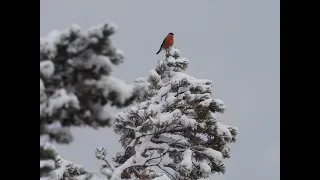 Wintervögel für Kinder (Teil 1, Im Wald)