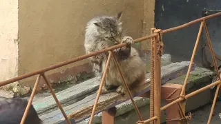 Кошка спит в необычной позе/The cat sleeps in an unusual pose