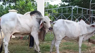 Wow!!! Amazing Bull Master Vs Cow Meeting Compilatio!!!