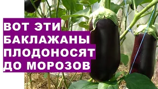 These eggplants bear fruit until frost and give large yields