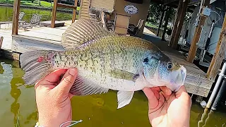 BEST POST SPAWN CRAPPIE FISHING TECHNIQUE FOR CATCHING BIG POST SPAWN CRAPPIE‼️