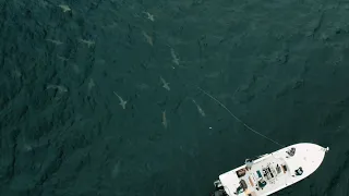 Unfathomed - Huge School of Sharks on Topwater and Fly