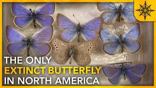 America's ONLY Extinct Butterfly Species