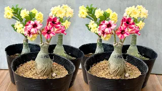 Super beautiful Adenium flowers. How to graft branches very simple for plant many flowers