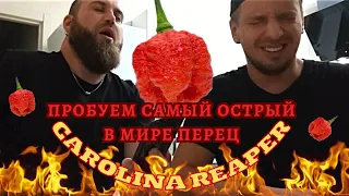 Пробуем Каролину Рипер (Carolina Reaper) - Самый острый в мире перец Чили.