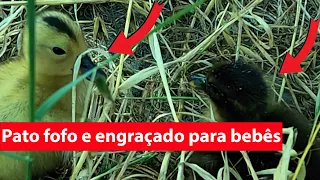 Meus patinhos fofos e engraçados curtindo a natureza