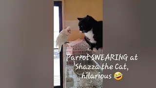 Castiel the long billed Australian swearing Corella and his best mate Shazza the cat #cat #parrot