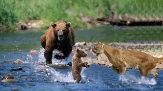 Mother Bear Save Her Baby From Puma | Puma Hunting Fail