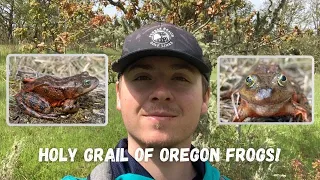 Holy Grail of Oregon Frogs! 12 Snakes and Setting up a Boardline