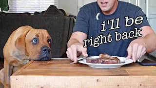 Leaving my blind dog alone with STEAK! (Leave it Challenge)