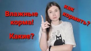 Влажные корма для кошек. Какие? Как кормить?